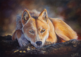 Dingo fine art print - Pre-Order
