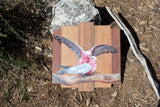 Galahs on Branch 50 x 50