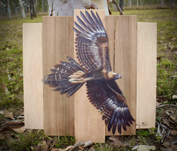 Majestic wedge-tailed eagle