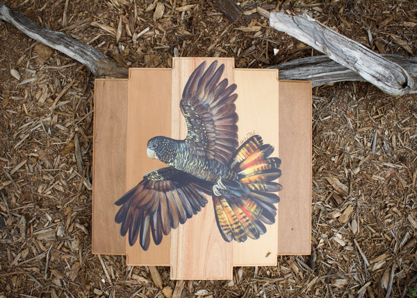 Black Cockatoo in Flight — SOLD