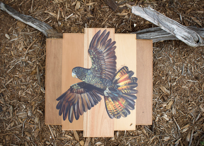 Black Cockatoo in Flight — SOLD