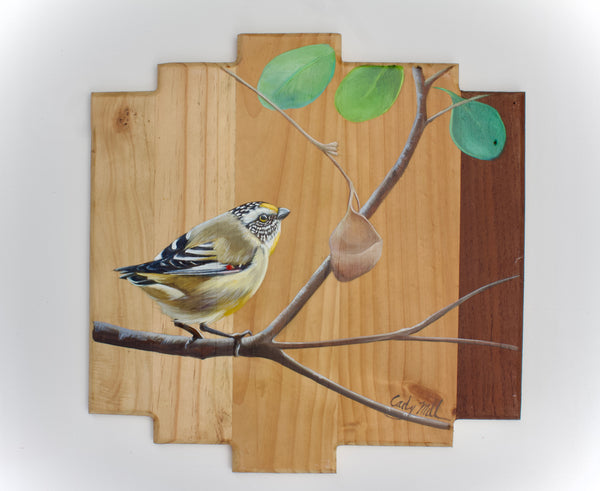 Female spotted pardalote