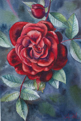 Velvet rose